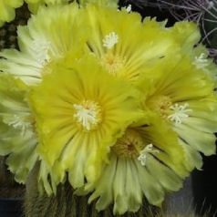Cactus notocactus leninghausii